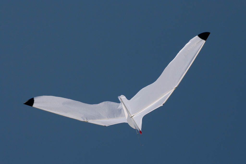 Seagull,3,Chikara